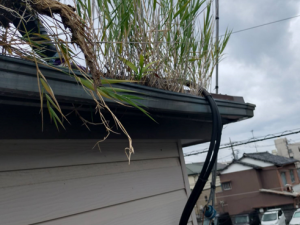 沼津市 雨樋から雑草のため雨樋清掃！