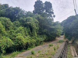 沼津市で住宅解体・樹木伐採