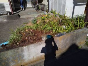 沼津市　花壇撤去　植木伐採