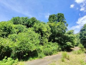 沼津市　樹木伐採