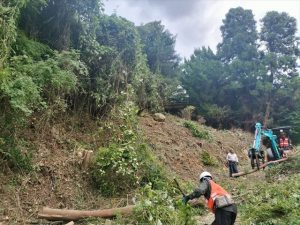 沼津市　樹木伐採